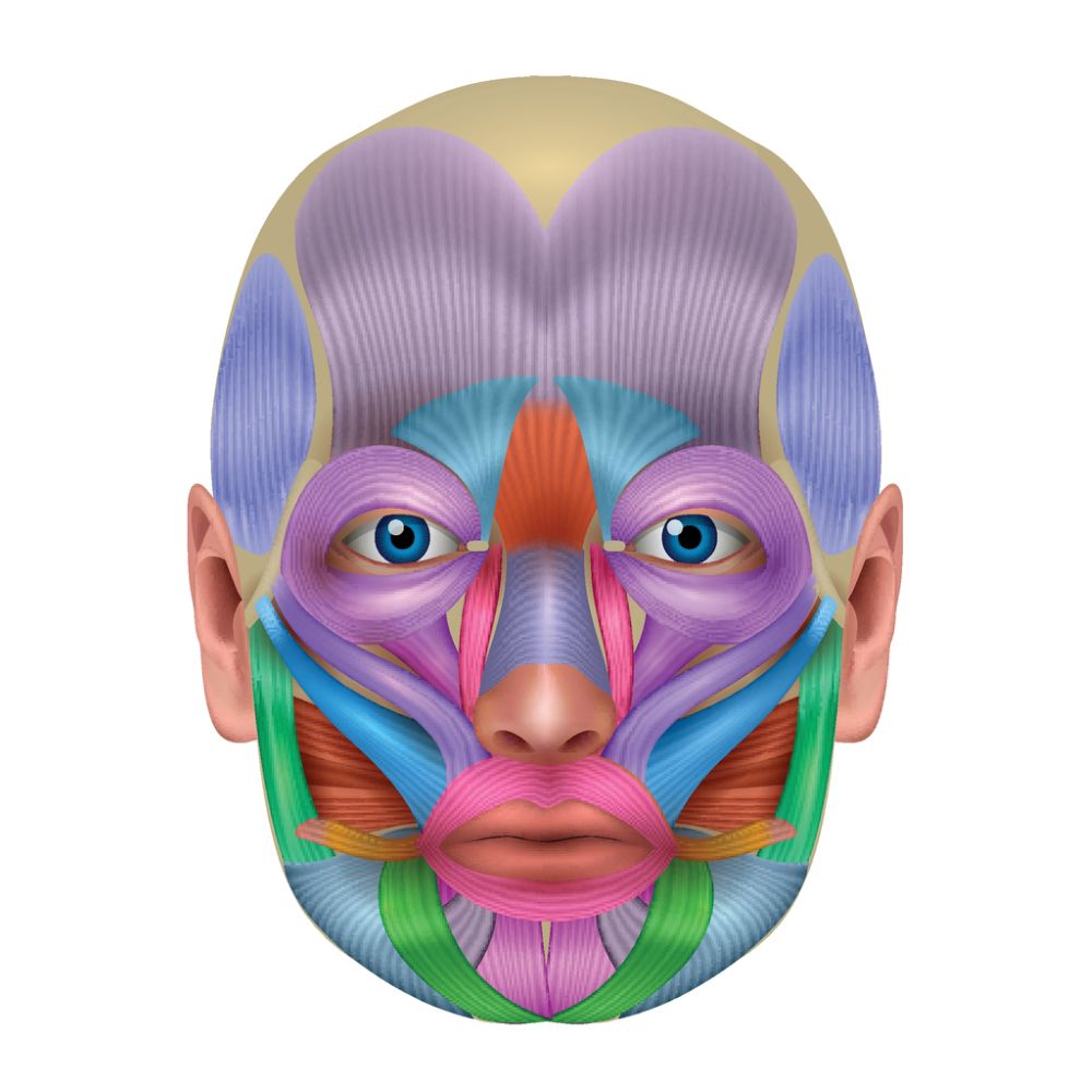 service-line-softening-consultation-dentist-wetherill-park 3D illustration of facial muscles involved in expression and line formation – Wetherill Park dental clinic line-softening treatment.