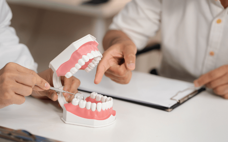 Dental model used to explain oral cancer screening during a routine dental examination in Wetherill Park